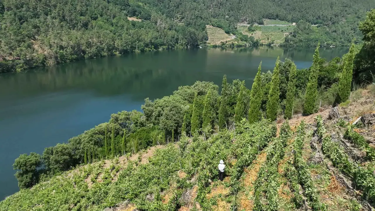 Vi&ntilde;edos de Finca M&iacute;llara &aacute; beira do r&iacute;o Mi&ntilde;o. (Foto: Finca M&iacute;llara)