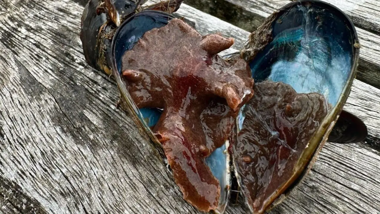 Mexill&oacute;ns afectados polo verme 'Postenterogonia orbicularis'. (Foto: N&oacute;s Diario)