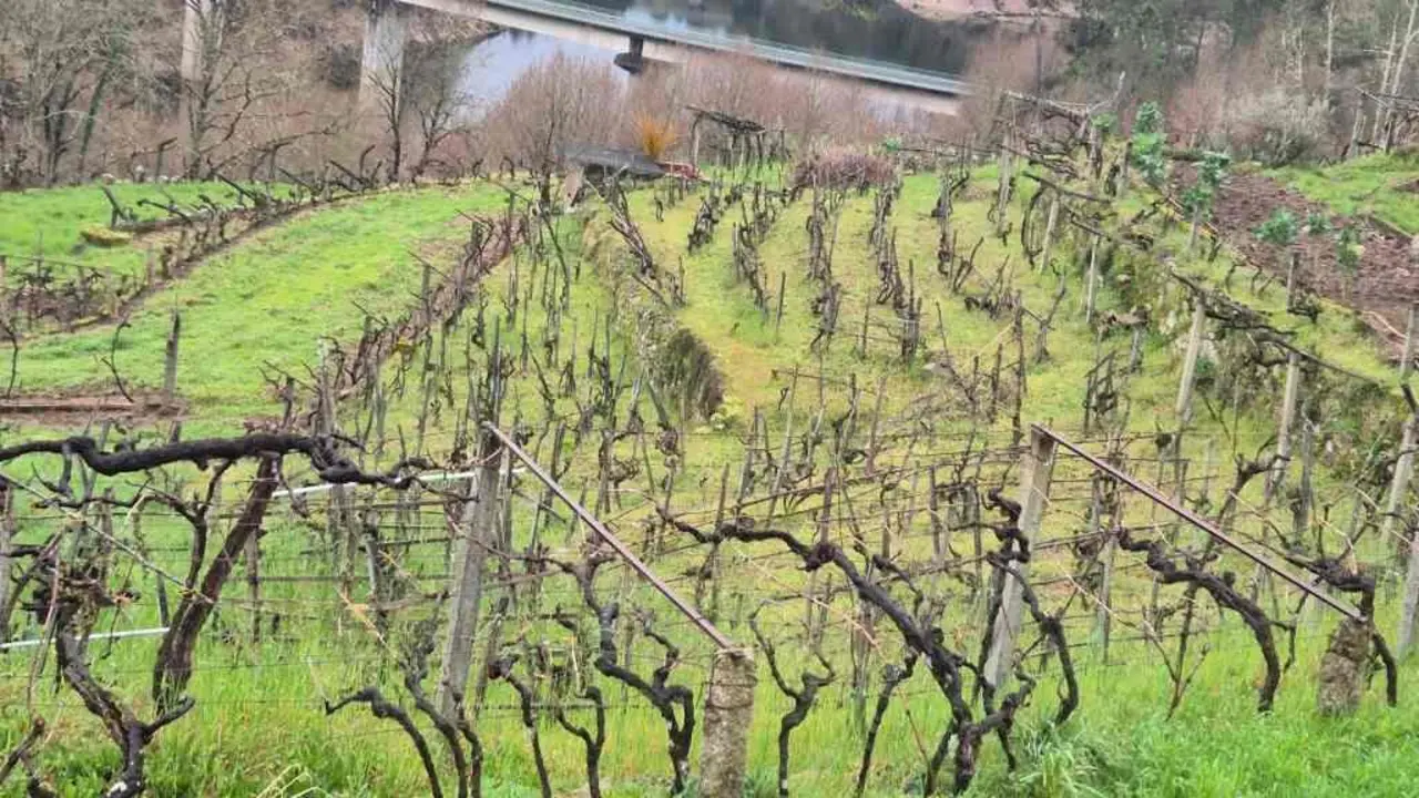 Vi&ntilde;edos no lugar de Ganceiros, na parroquia de Torno, en Lobios (Baixa Limia). (Foto: Asociaci&oacute;n de Viticultura do Val do Limia)