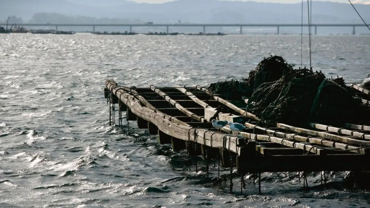 Bateas na r&iacute;a de Arousa. (Foto: Casavella)