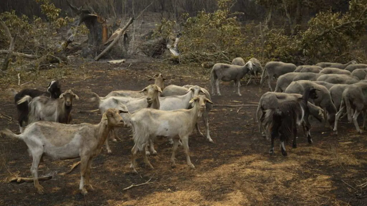 Gando caprino supervivente ao incendio declarado na Caridade, Monterrei, comarca de Ver&iacute;n. (Foto: Rosa Veiga / Europa Press)