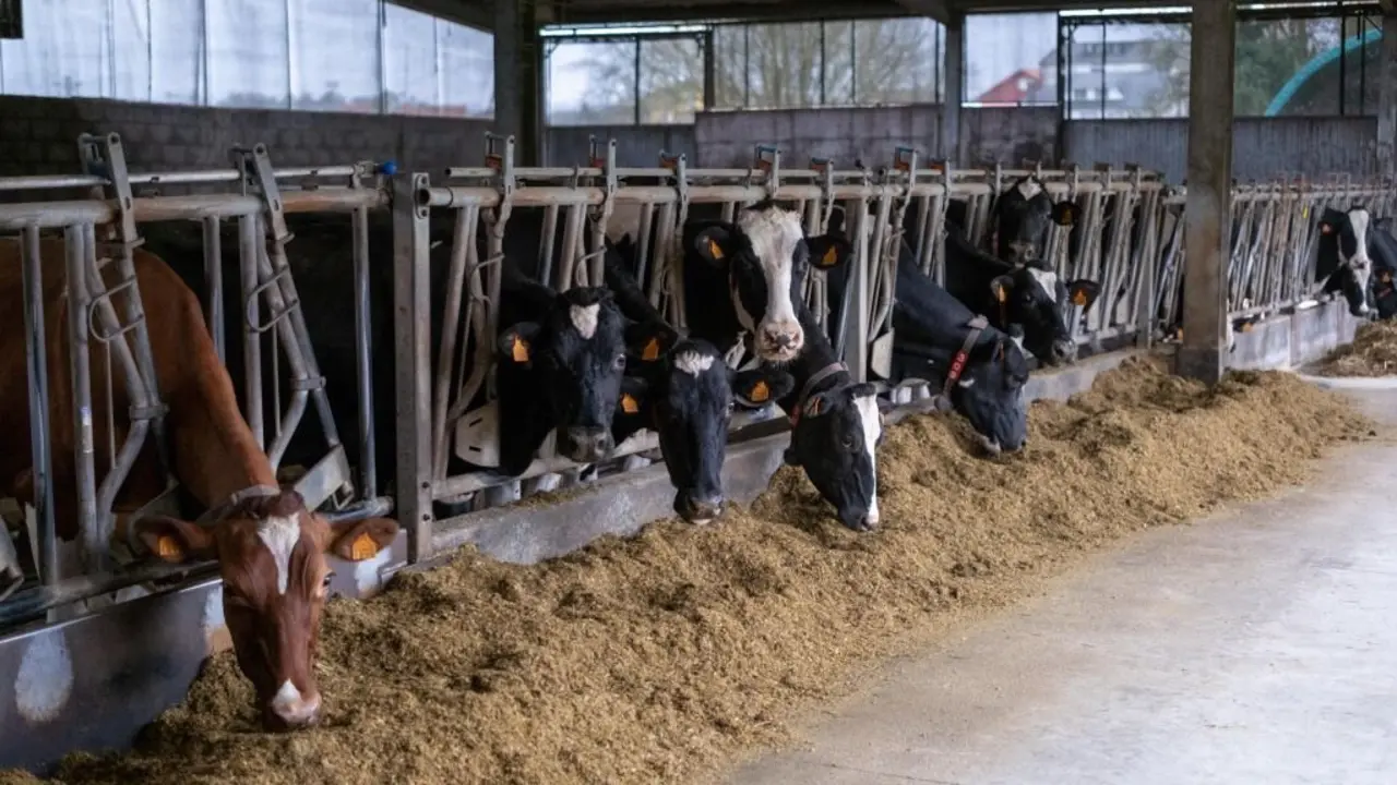 2024 Vacas-2
