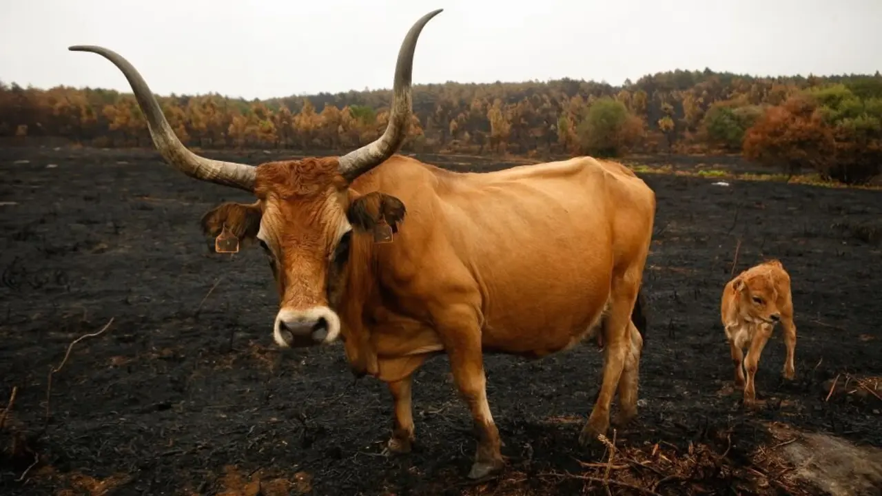 Vacas pastando en terreos calcinados, en Quiroga, a 29 de agosto. (Foto: Carlos Castro /  Europa Press)