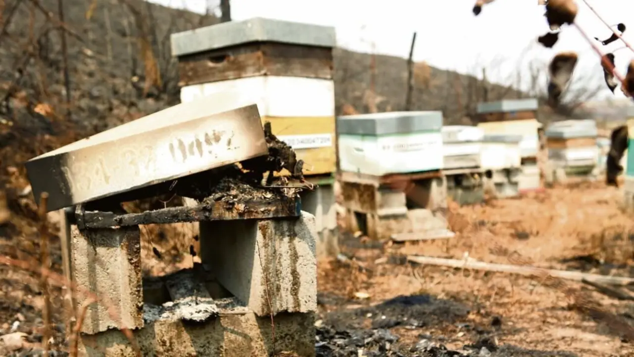 Colmeas de abellas queimadas na Gudi&ntilde;a (comarca de Viana), o pasado 21 de agosto. (Foto: Carlos Castro / Europa Press)