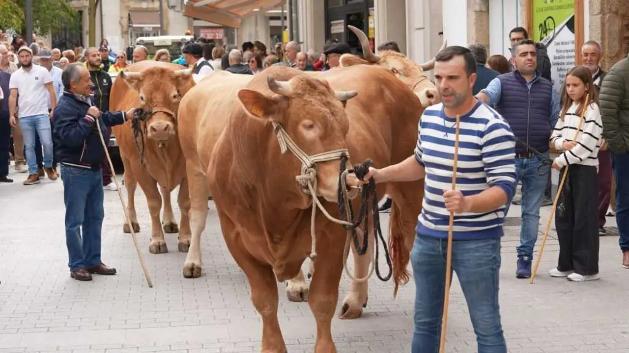 Desfile do gando do San Froil&aacute;n,e ste 5 de outubro en Lugo. (Foto: Deputaci&oacute;n de Lugo)