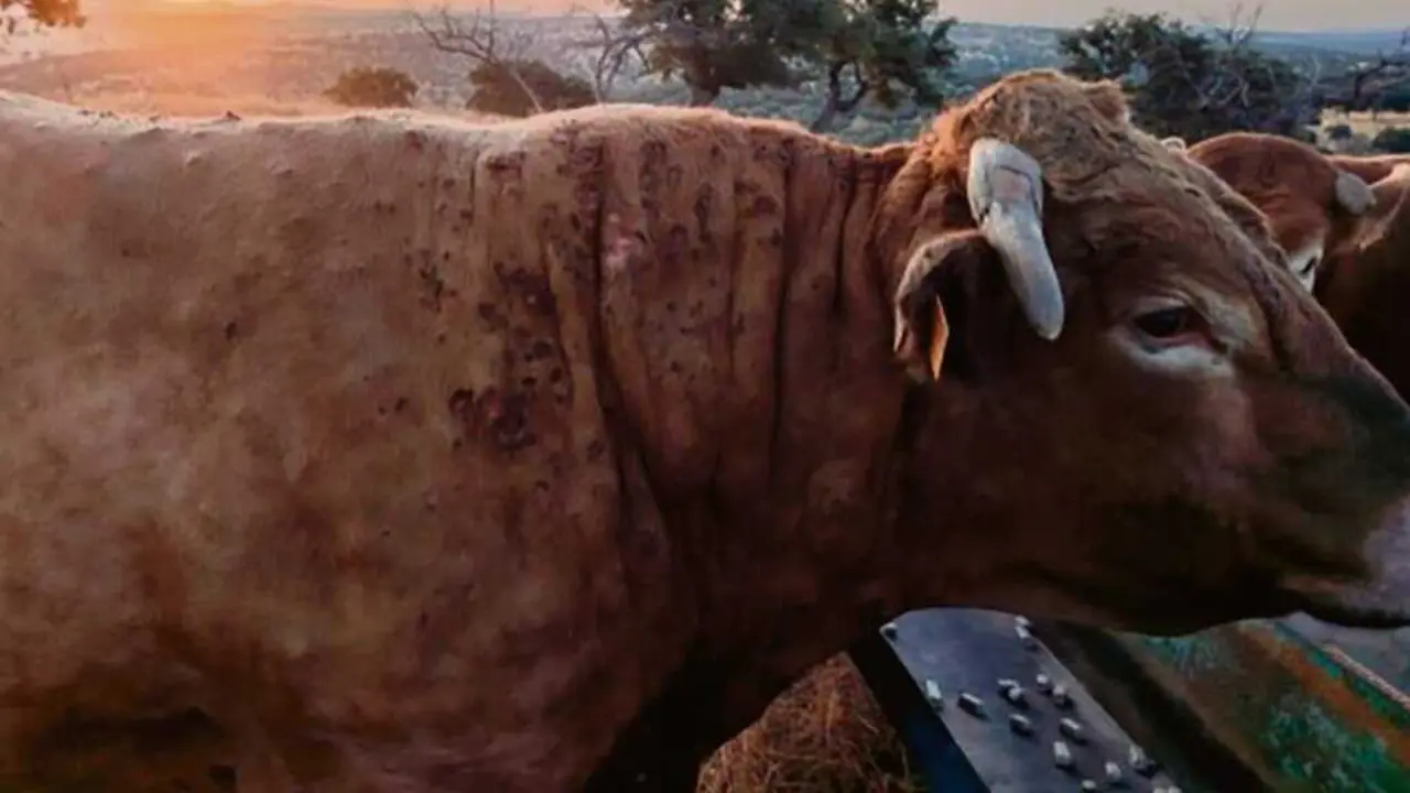 Exemplar con sospeita de Dermatose Nodular Contaxiosa, nunha granxa do Estado espa&ntilde;ol. (Foto: Ministerio de Agricultura)