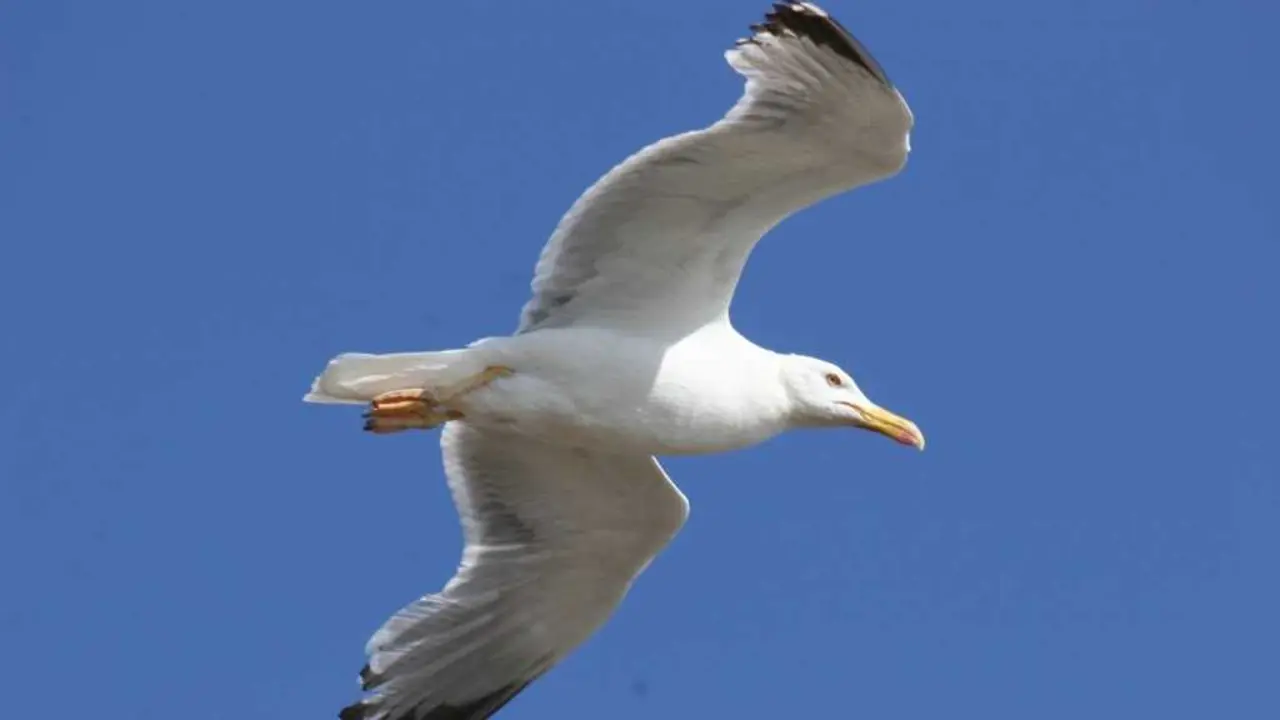 Gaivota patiamarela. (Foto: Europa Press)