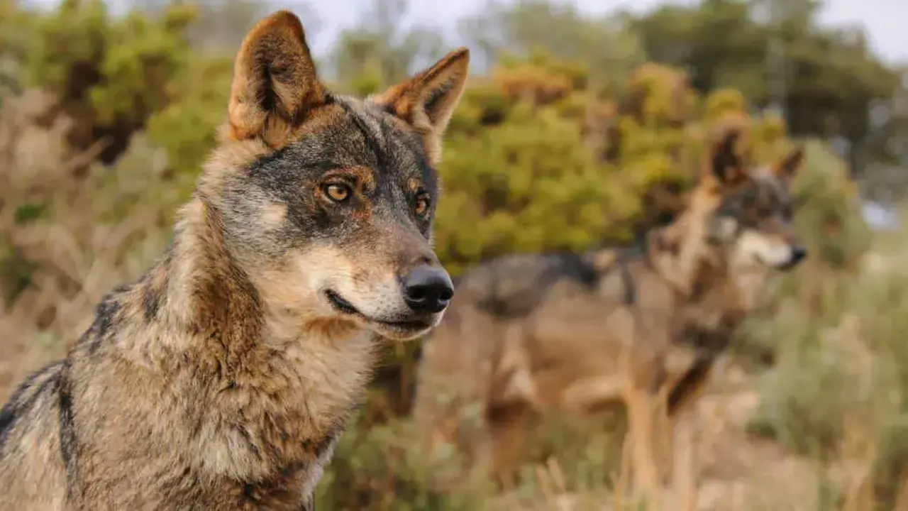 Exemplar de lobo ib&eacute;rico (Foto: WWF)