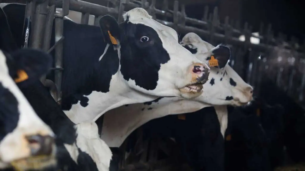 Vacas de Leite nunha explotaci&oacute;n gandeira. (Foto: Carlos Castro / Europa Press)