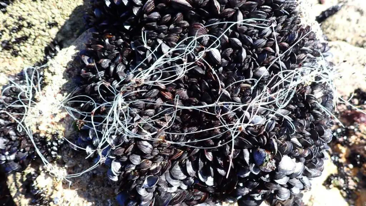 Tanza de pesca enriba duns mexill&oacute;ns. (Foto: IEO-CSIC)