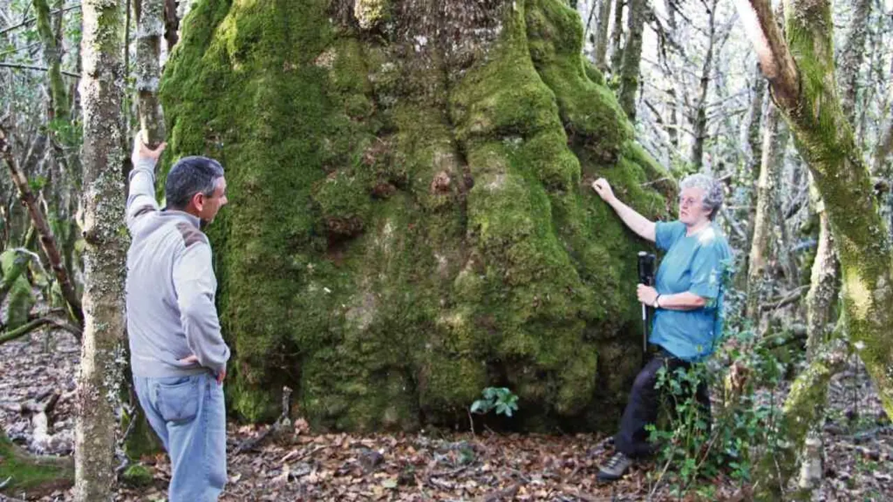 &Aacute;rbore senlleira. Pedro levounos a ver este incr&iacute;bel exemplar de carballo no monte de Piornedo. (Foto: Adela Leiro e Mon Daporta)