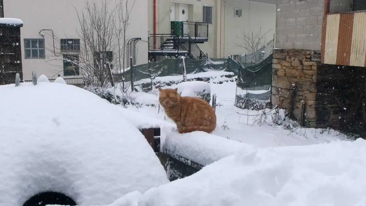Un gato sobre a neve, este 23 de xaneiro no Cebreiro. (Foto: Arxina)