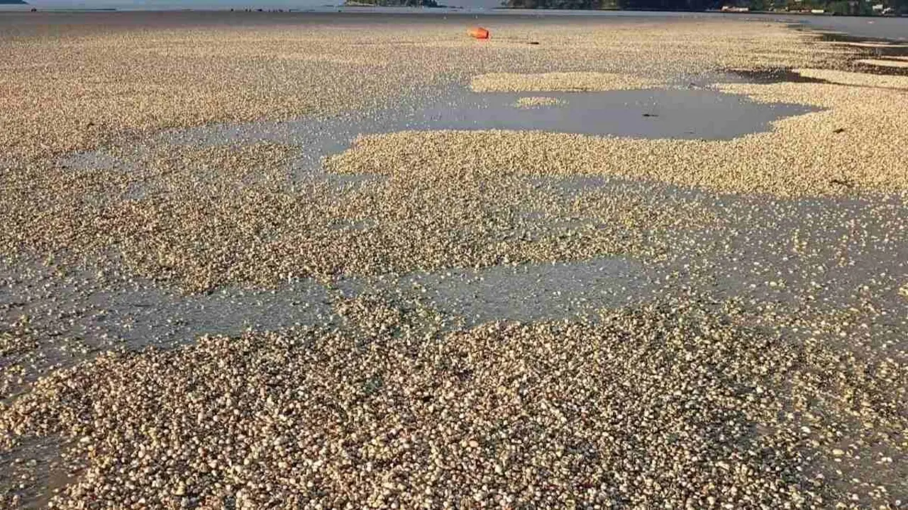 Praia de Noia chea de berberechos mortos. (Foto: N&oacute;s Diario)