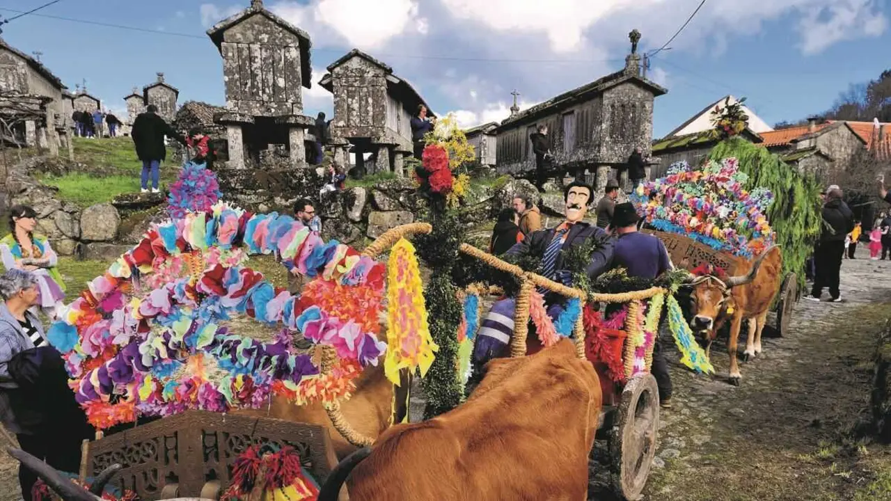 > > Carros tirados por vacas cachenas no Entrudo do Pai Velho de Lindoso. (Foto: Sermos Galiza)