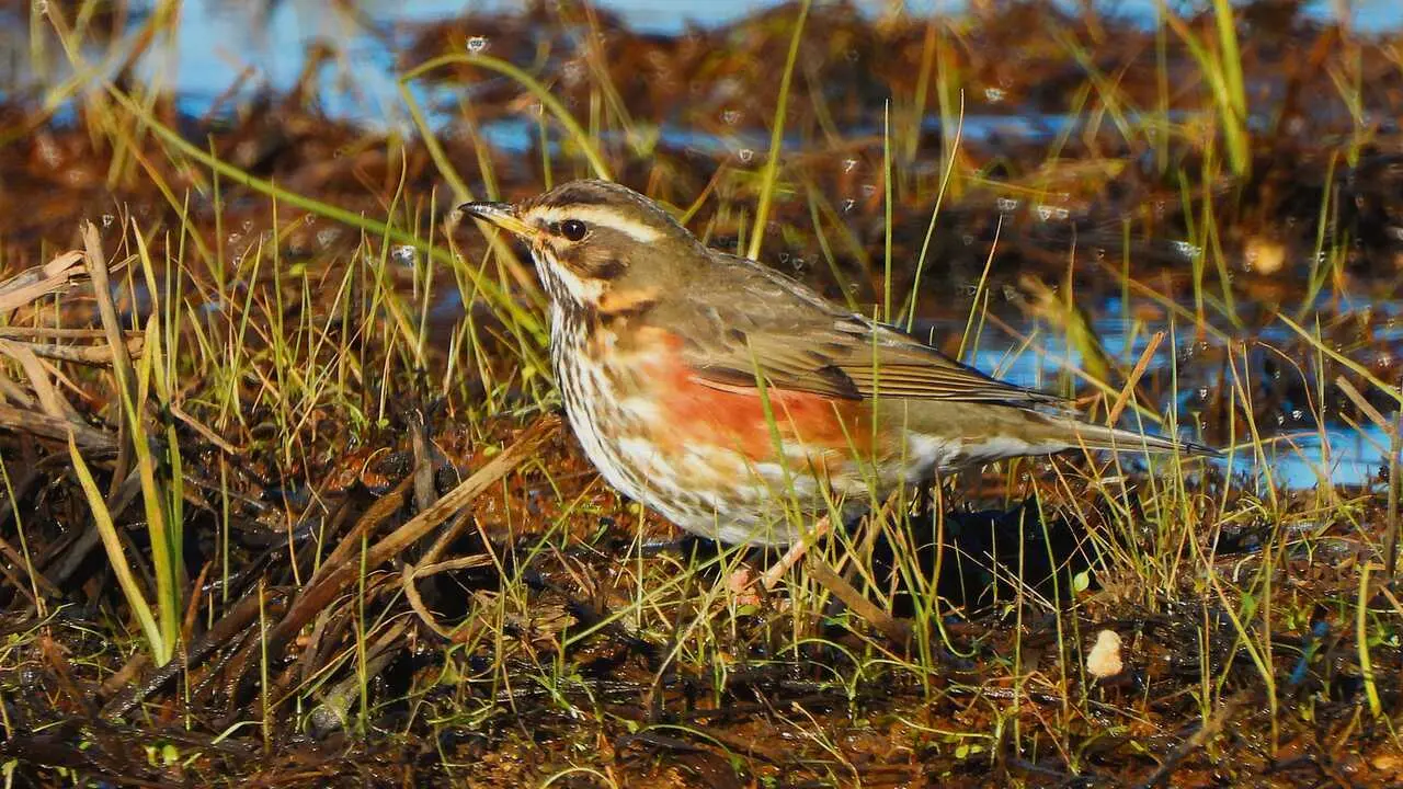O esquivo tordo rubio ou malv&iacute;s deixase ver polos prados &aacute; procura de comida. (Foto: Rams&eacute;s P&eacute;rez)