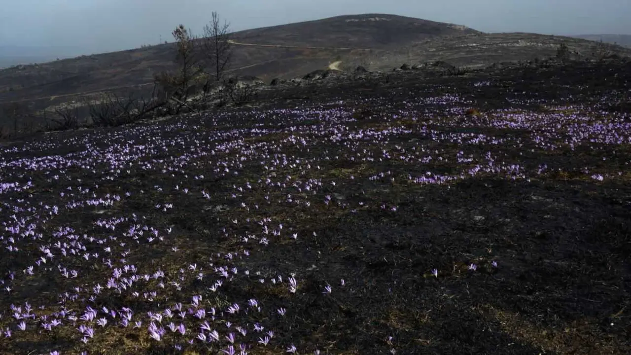 Quitamerendas no monte calcinado da serra de San Mamede (entre as comarcas de Terra de Caldelas, Allariz-Maceda e A Limia) no mes de setembro. (Foto: Rosa Veiga / Europa Press)