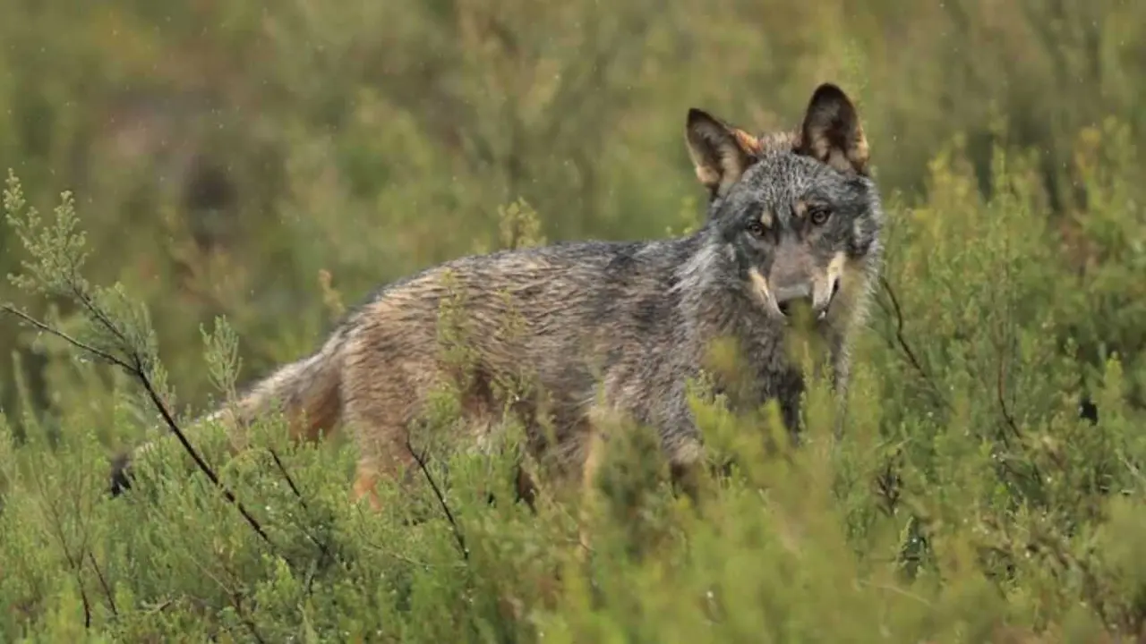 Lobo na Galiza. (Foto: N&oacute;s Diario)