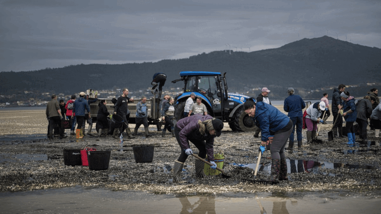 Mariscadoras recolleron o marisco morto en Noia, esta terza feira. (Foto: Elena Fern&aacute;ndez / Europa Press)