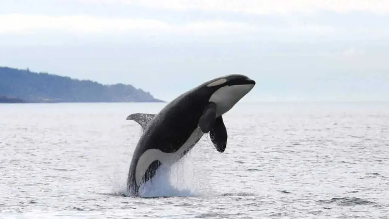 Un exemplar de candorca. (Foto: Miteco)
