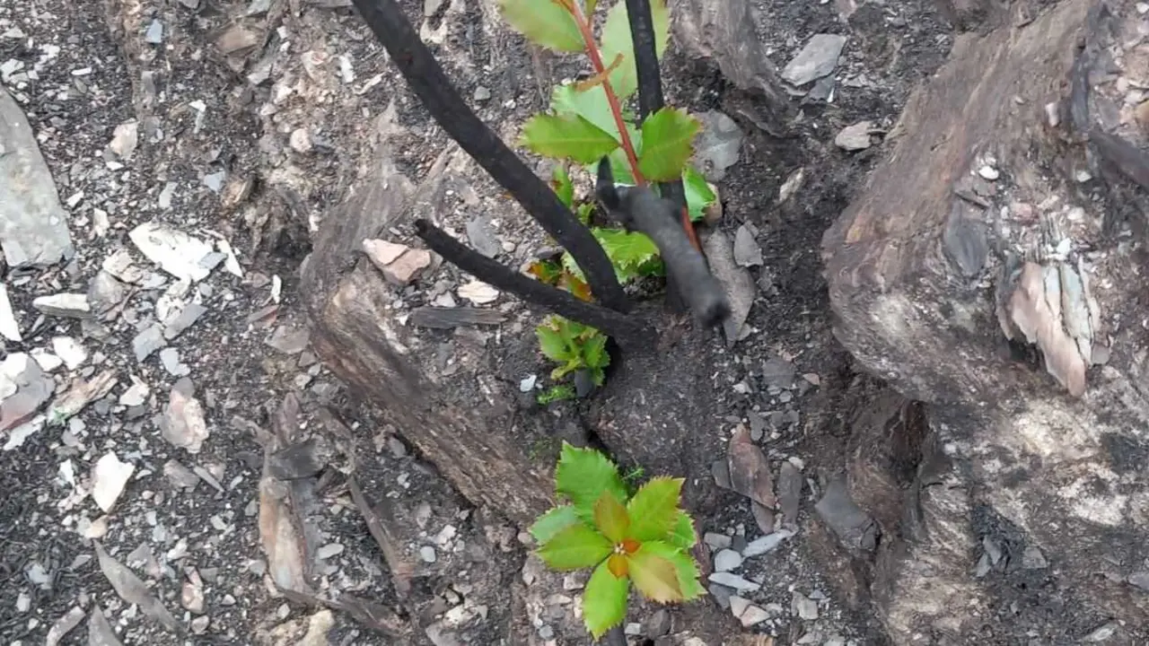 &Aacute;rbore aut&oacute;ctona plantada nunha zona queimada de Valdeorras. (Foto: N&oacute;s Diario)