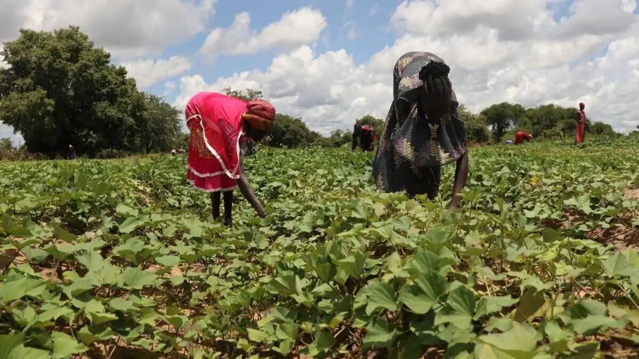 Campo de cultivo en Sud&aacute;n do Sur. (Foto: Scovia Faida Charles / Europa Press)