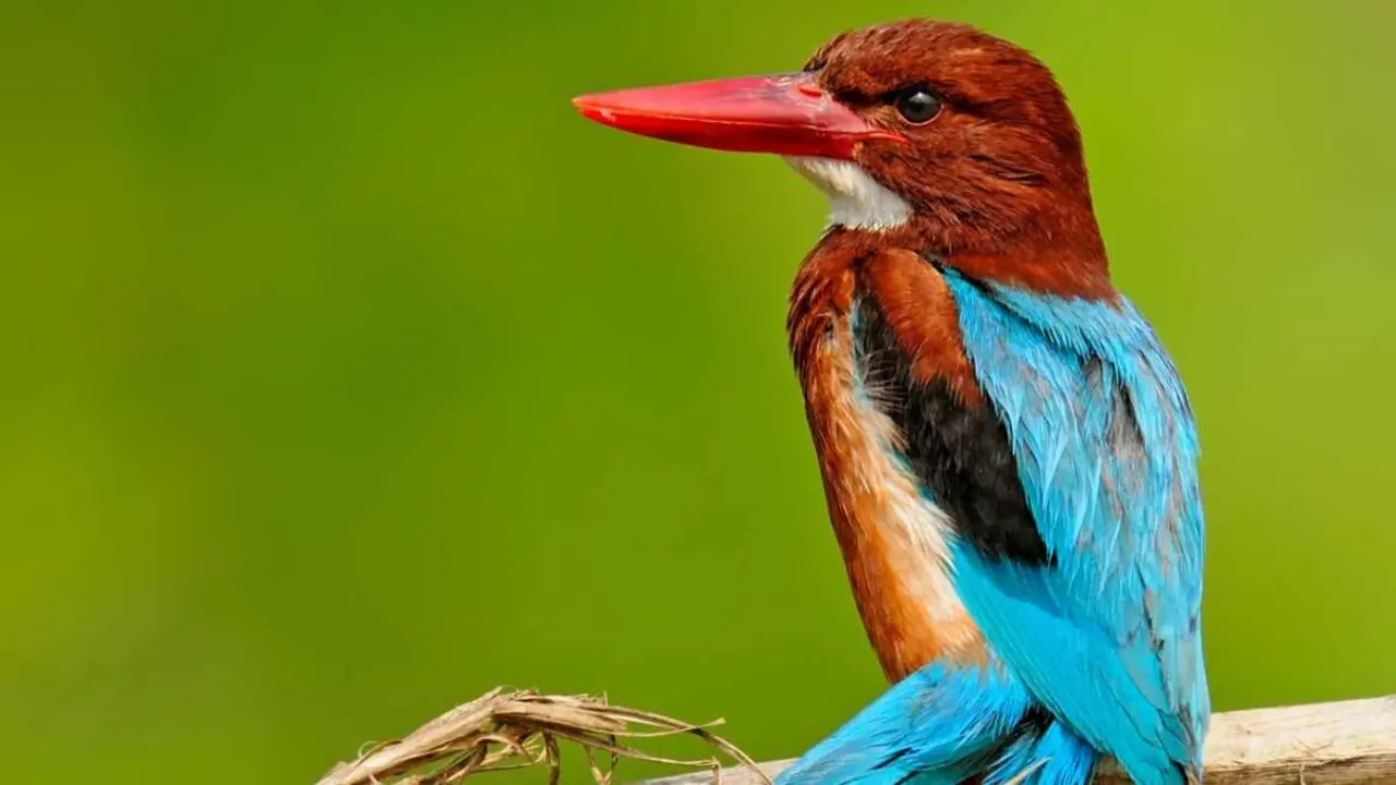O alci&oacute;n de peito branco ('Halcyon smyrnensis') &eacute; semellante ao noso picapeixe e pode observarse no Estreito de Ormuz. (Foto: Adana TR)