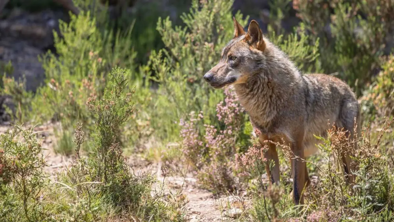Un exemplar de lobo ib&eacute;rico no seu h&aacute;bitat. (Foto: N&eacute;stor Rodan)