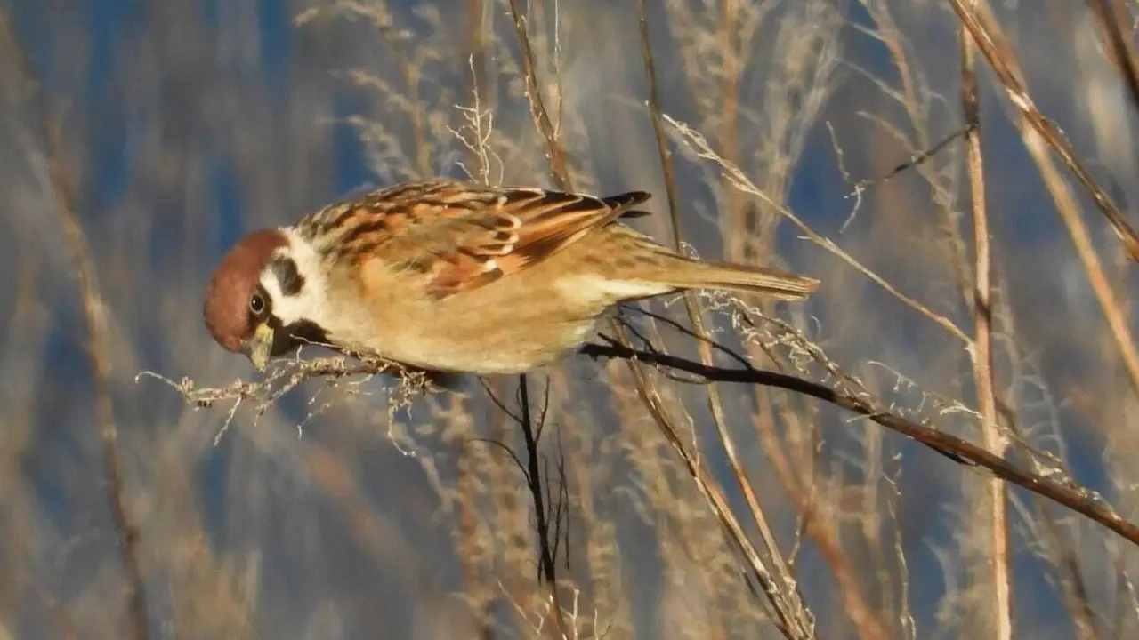 O pardal mont&eacute;s &ndash;Passer montanus&ndash; &eacute; unha paseriforme que xa ten desaparecido de boa parte de Galiza. (Foto: Rams&eacute;s P&eacute;rez)