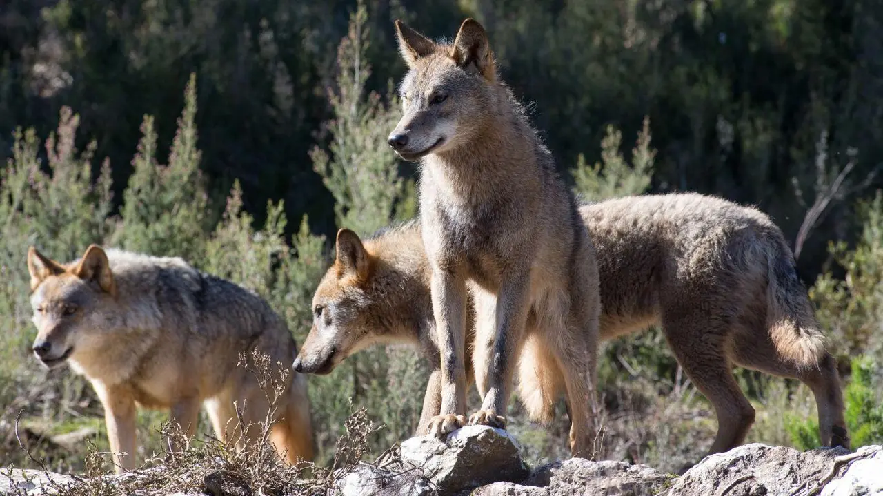 Varios lobos ib&eacute;ricos. (Foto: Carlos Castro / Europa Press)