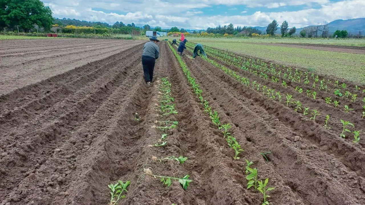 Plantando pementos de O&iacute;mbra nos terreos de Benjam&iacute;n Pardo. (Foto: N&oacute;s Diario)