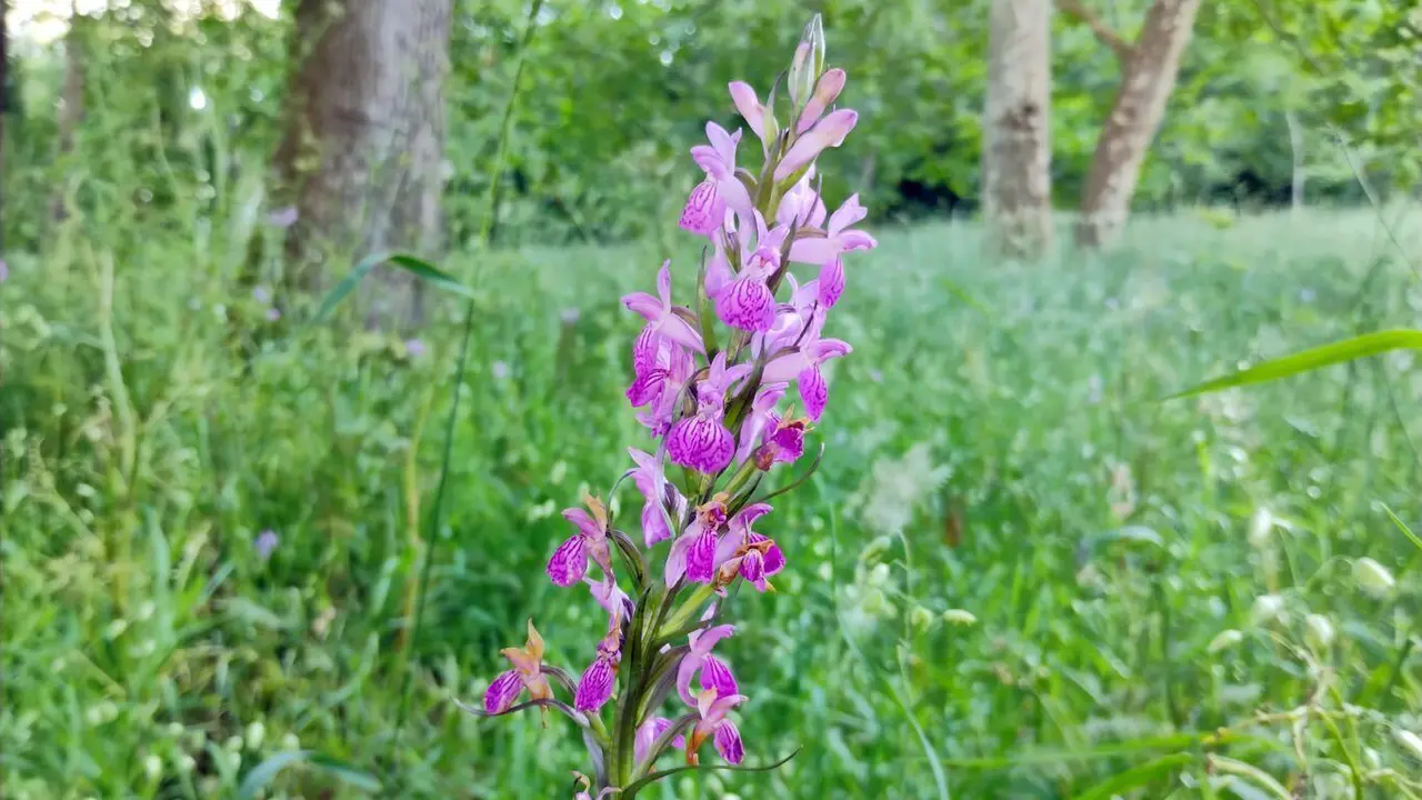 Exemplar de 'Dactylorhiza elata' na parroquia de Cesullas (Foto: Asociaci&oacute;n Salvemos Cabana)