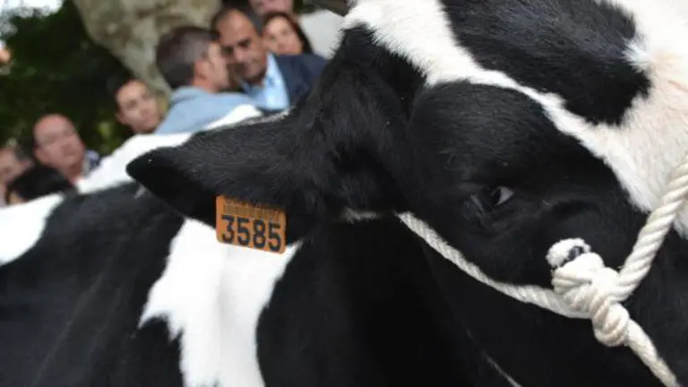 Vaca