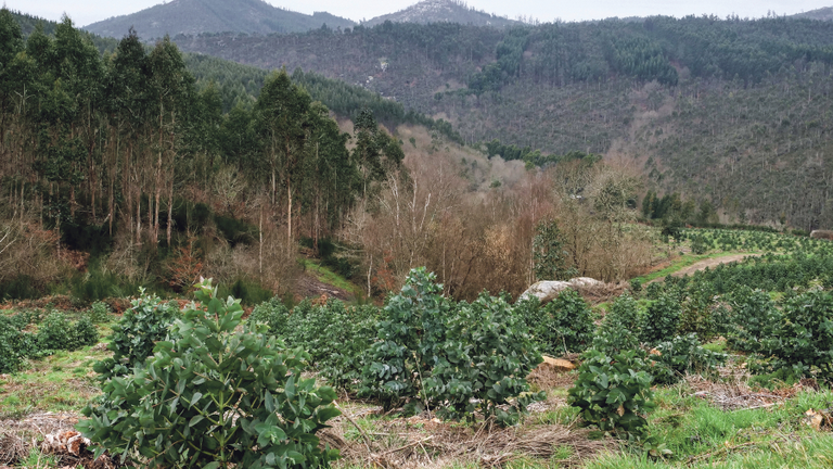 Plantaci&oacute;n de eucaliptos. (Foto: Arxina)