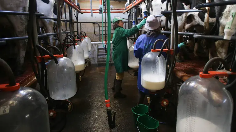D&uacute;as mulleres traballan muxindo as vacas nunha explotaci&oacute;n leiteira de Friol, na comarca  de Lugo (Foto: Carlos Castro / Europa Press).
