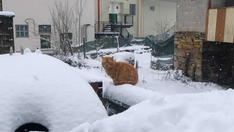 Un gato sobre a neve, este 23 de xaneiro no Cebreiro. (Foto: Arxina)