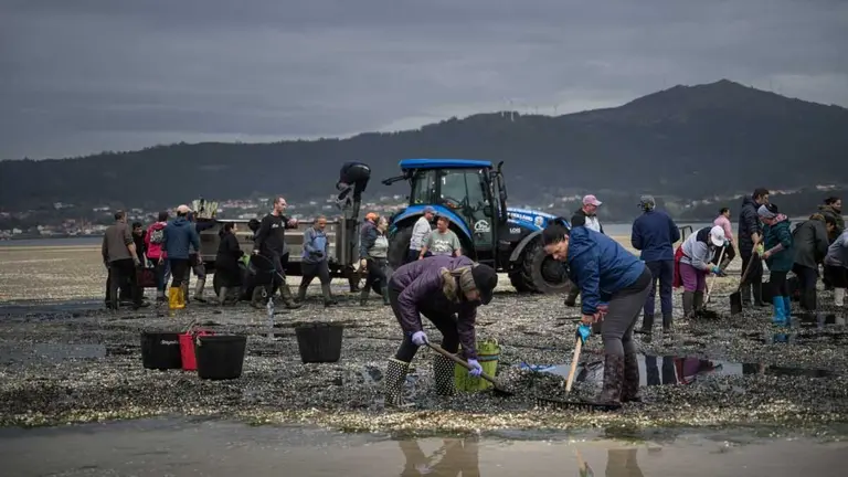 EuropaPress_7376561_mariscadores_recogen_conchas_marisco_muerto_playa_testal_18_marzo_2026_noia