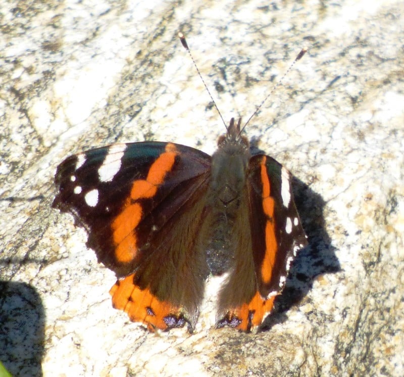 Feiticeira (Imaxe: C. D. Romay)