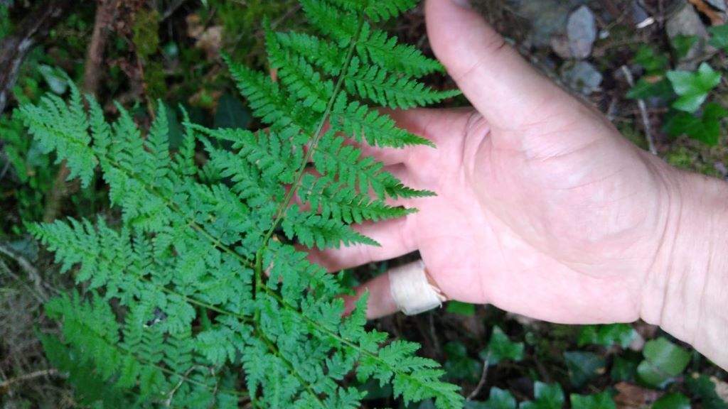 'Dryopteris guanchica'. (Foto Nós Diario).