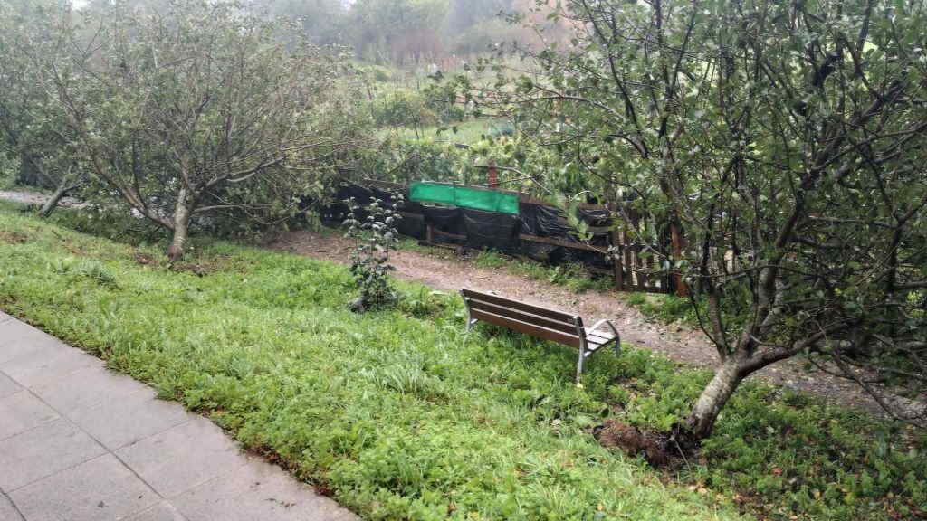 Árbores caídas na comarca de Compostela. (Foto: Nós Diario)