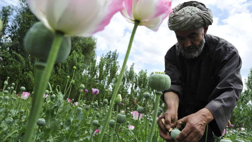 Cultivo de durmideira en Badajsán, Afganistán. (Foto Philip Poupin  Zuma Press  ContactoPhoto) 